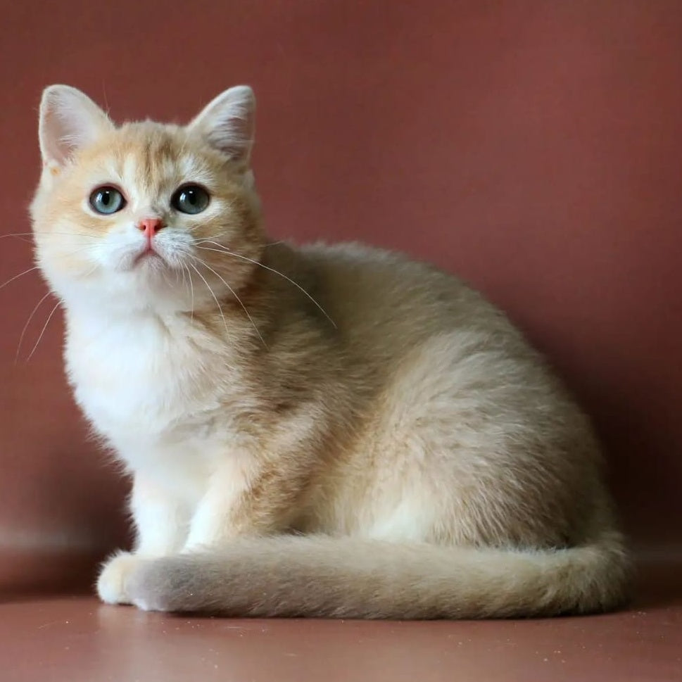 Joy British Shorthair male, lilac golden chinchilla