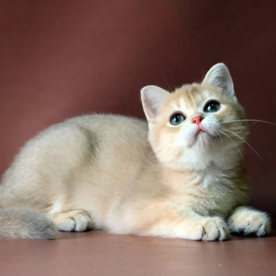 Joy British Shorthair male, lilac golden chinchilla