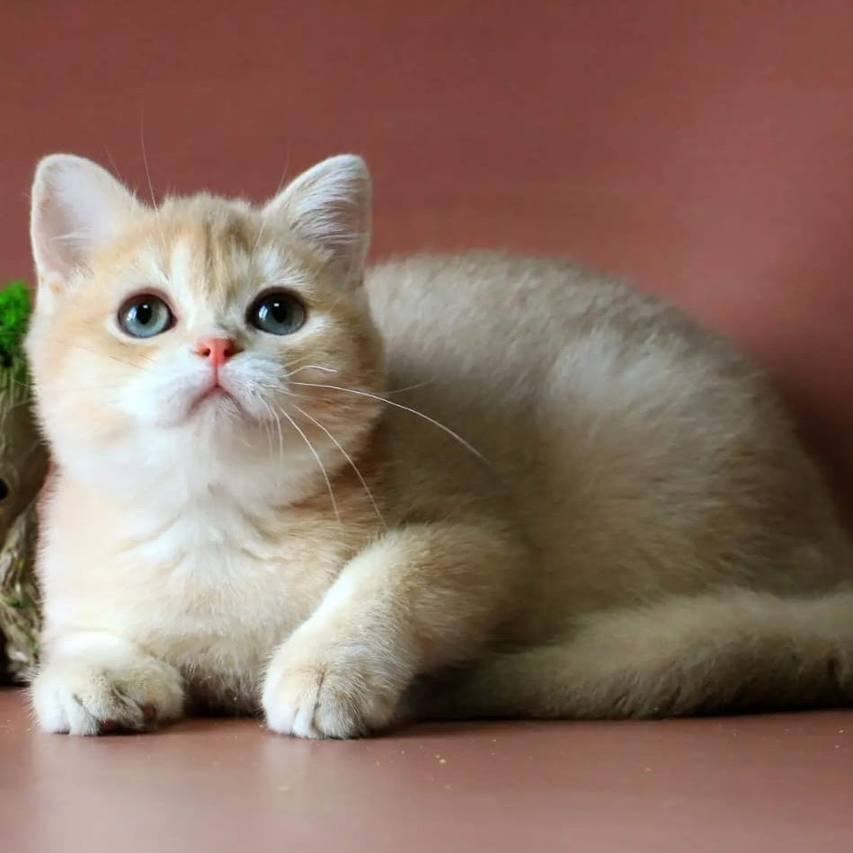 Joy British Shorthair male, lilac golden chinchilla