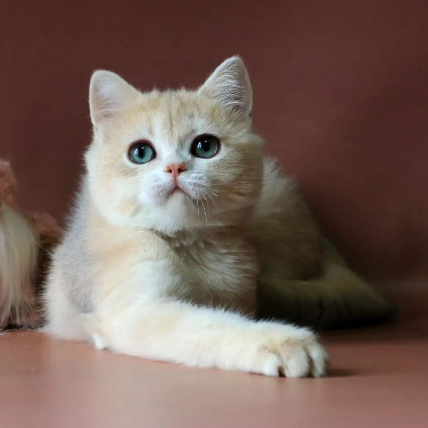 Jolly British Shorthair female, blue golden chinchilla