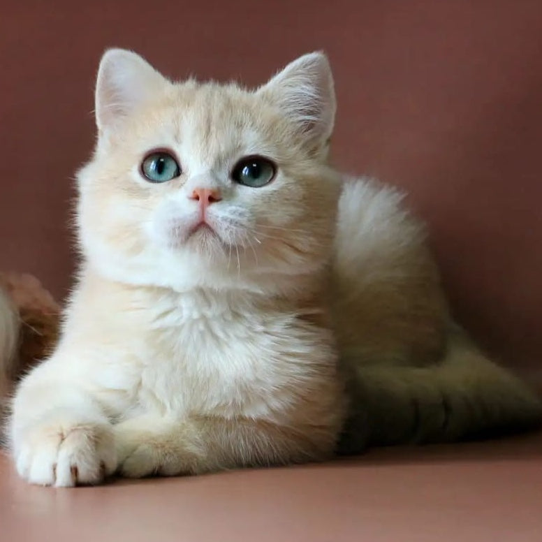 Jolly British Shorthair female, blue golden chinchilla