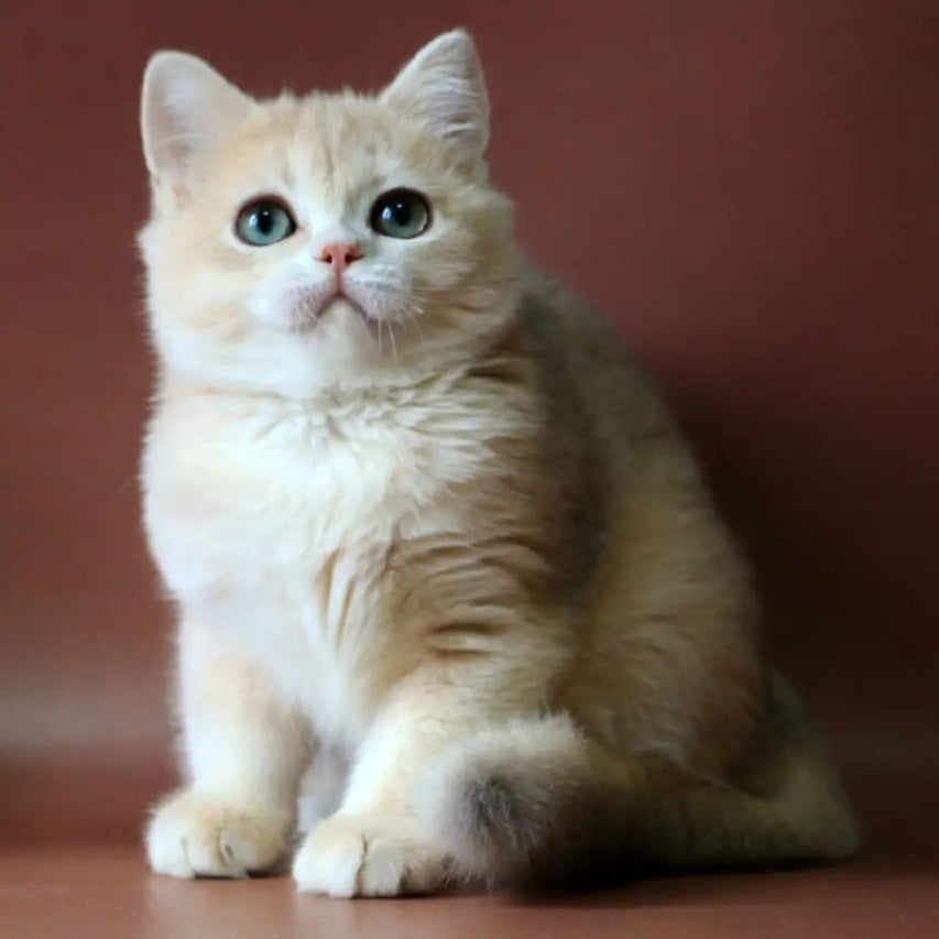 Jolly British Shorthair female, blue golden chinchilla