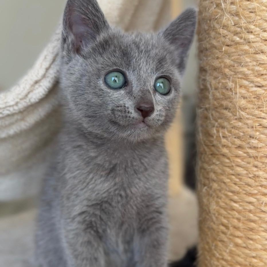 Beatrice Victory Grace Russian Blue female, blue