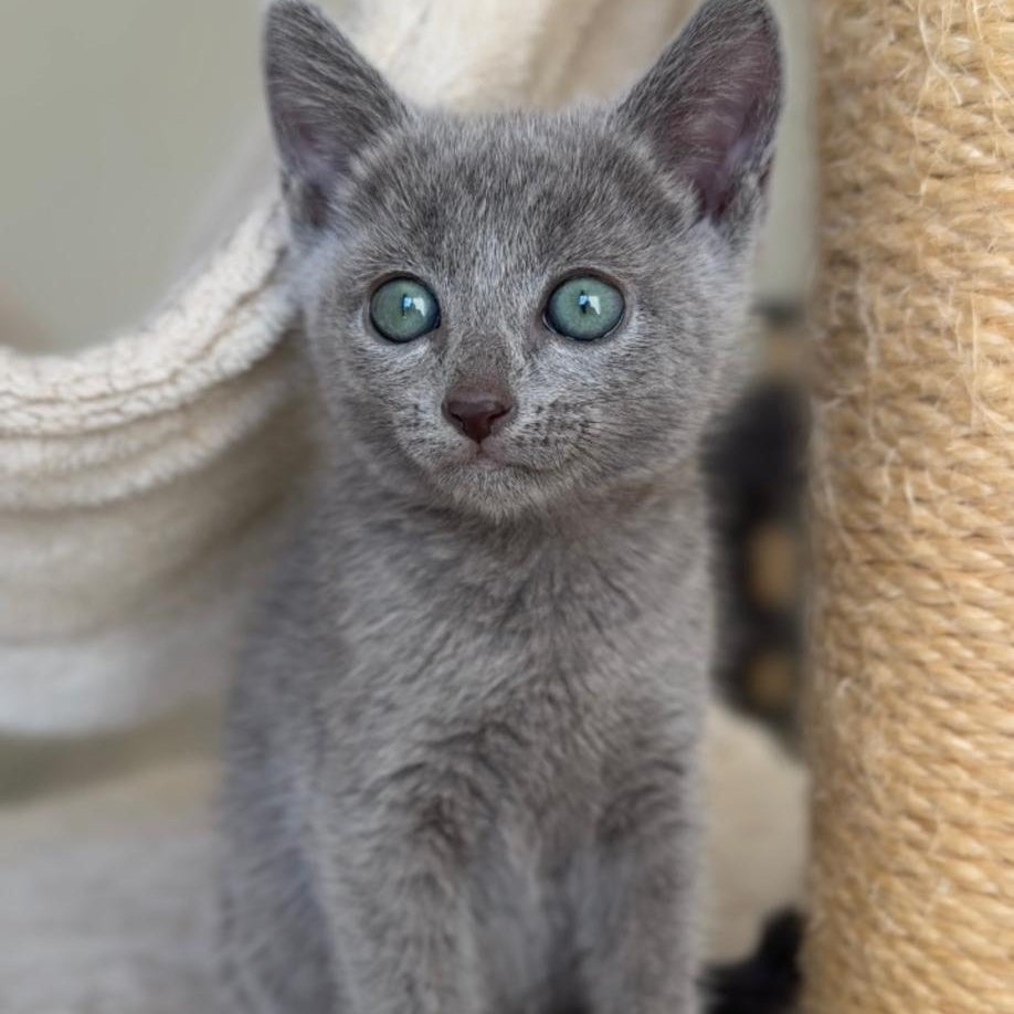 Beatrice Victory Grace Russian Blue female, blue
