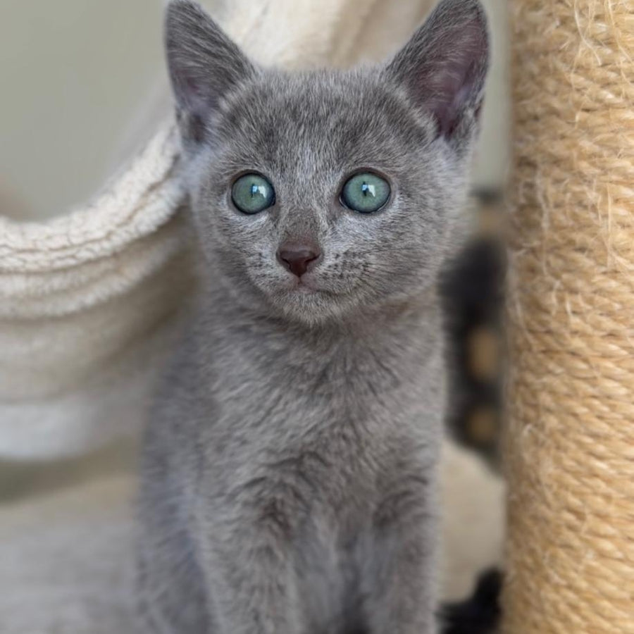 Beatrice Victory Grace Russian Blue female, blue
