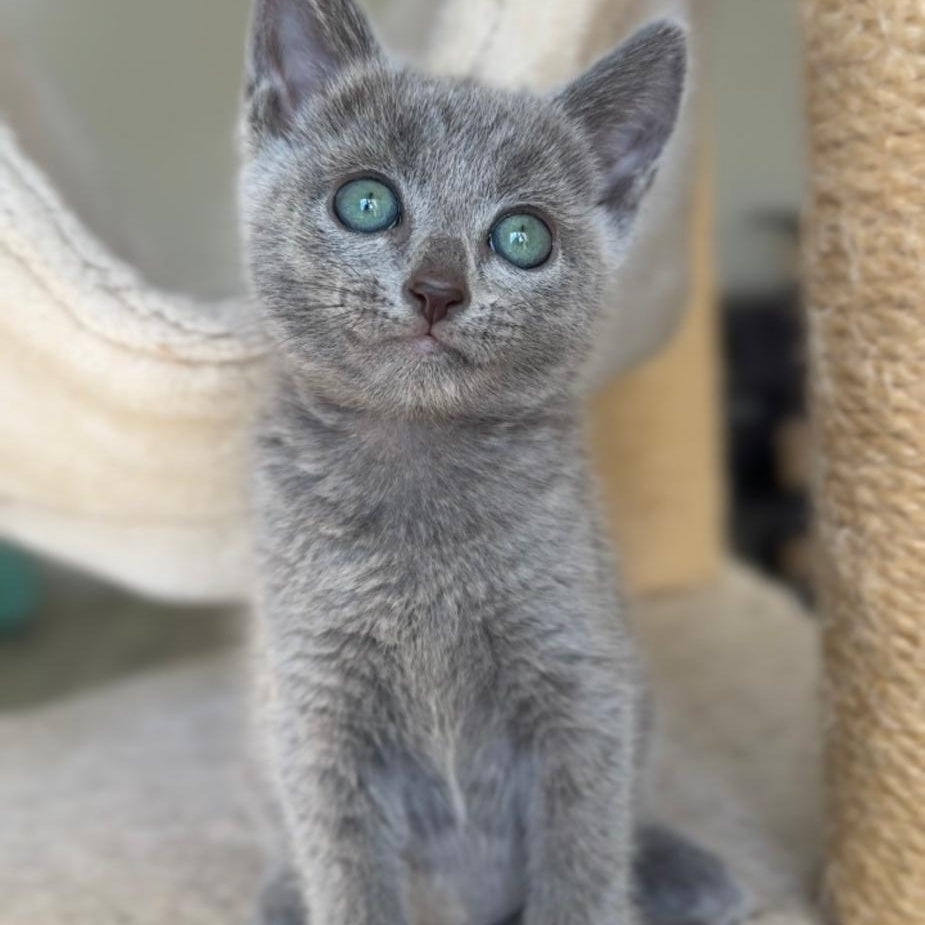 Beatrice Victory Grace Russian Blue female, blue