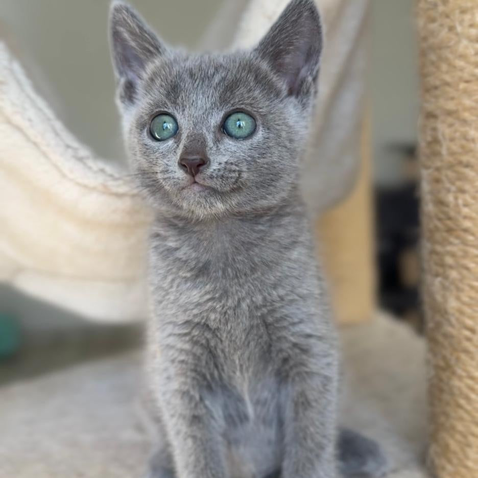 Beatrice Victory Grace Russian Blue female, blue