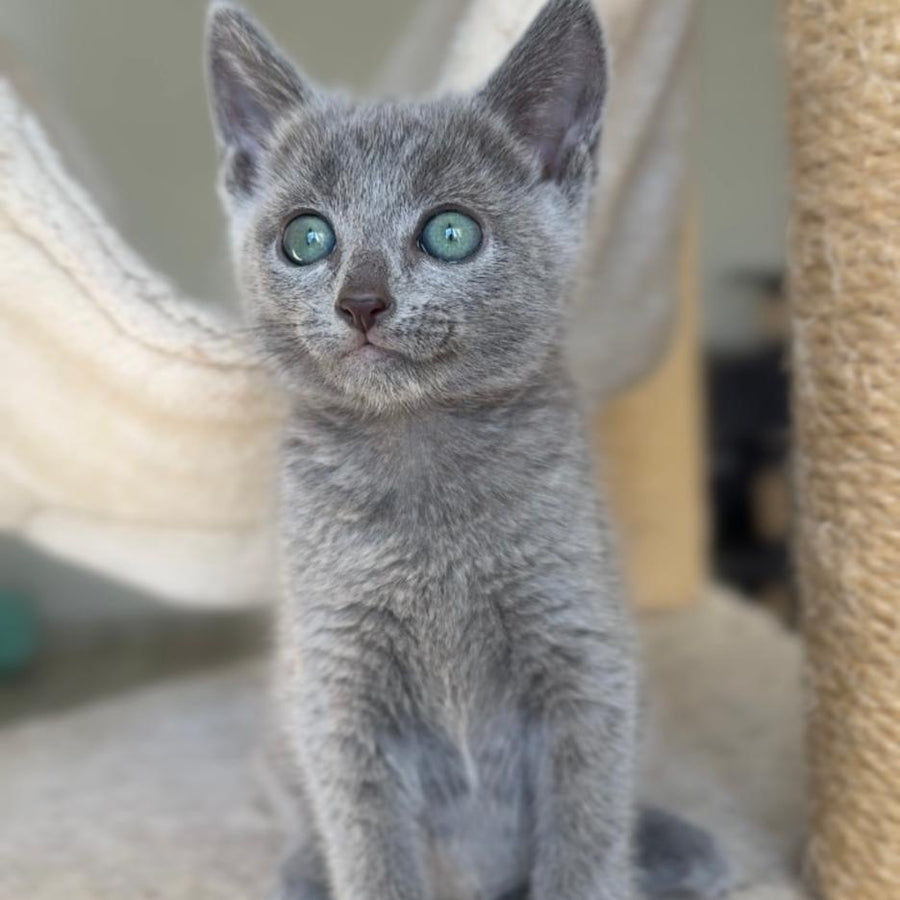 Beatrice Victory Grace Russian Blue female, blue