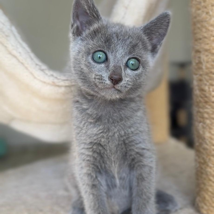 Beatrice Victory Grace Russian Blue female, blue