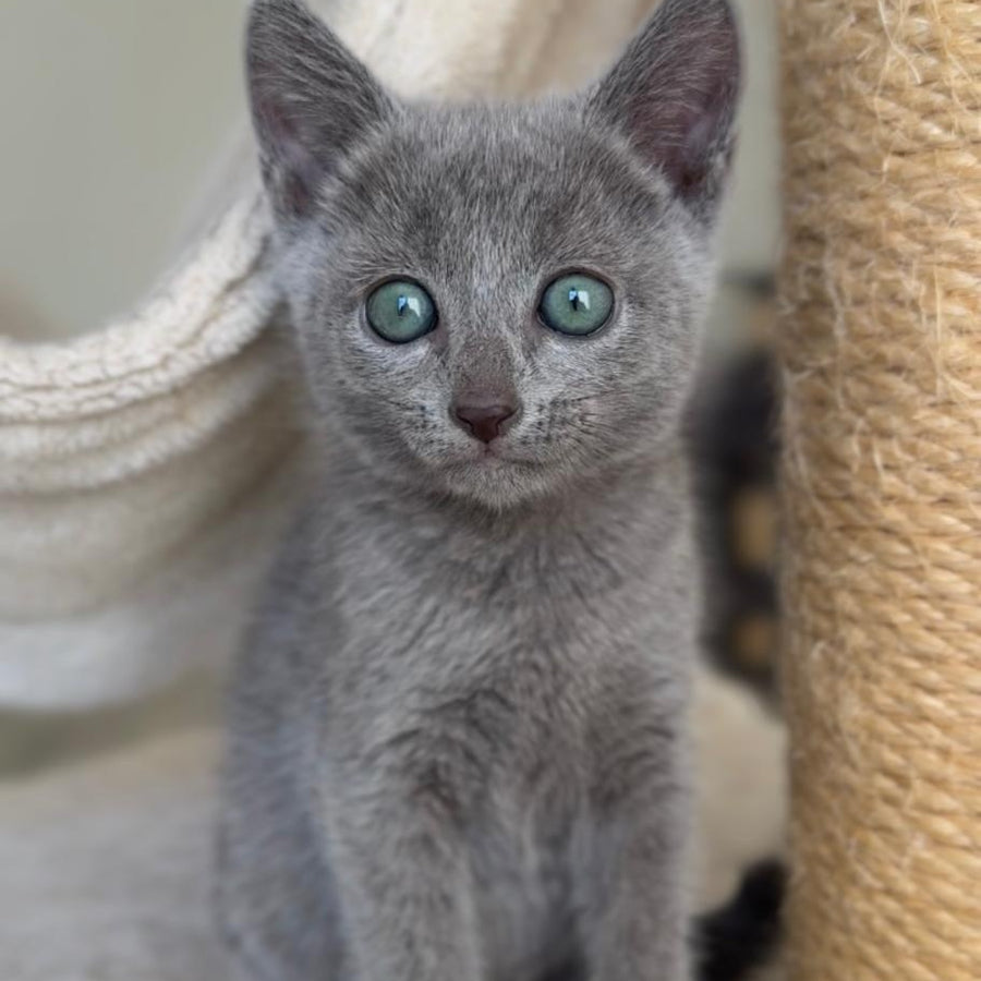 Beatrice Victory Grace Russian Blue female, blue