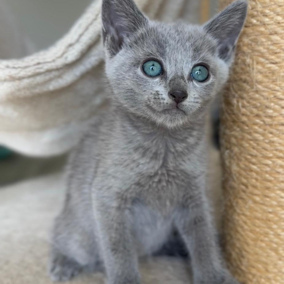 Beatrice Victory Grace Russian Blue female, blue