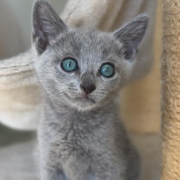 Beatrice Victory Grace Russian Blue female, blue