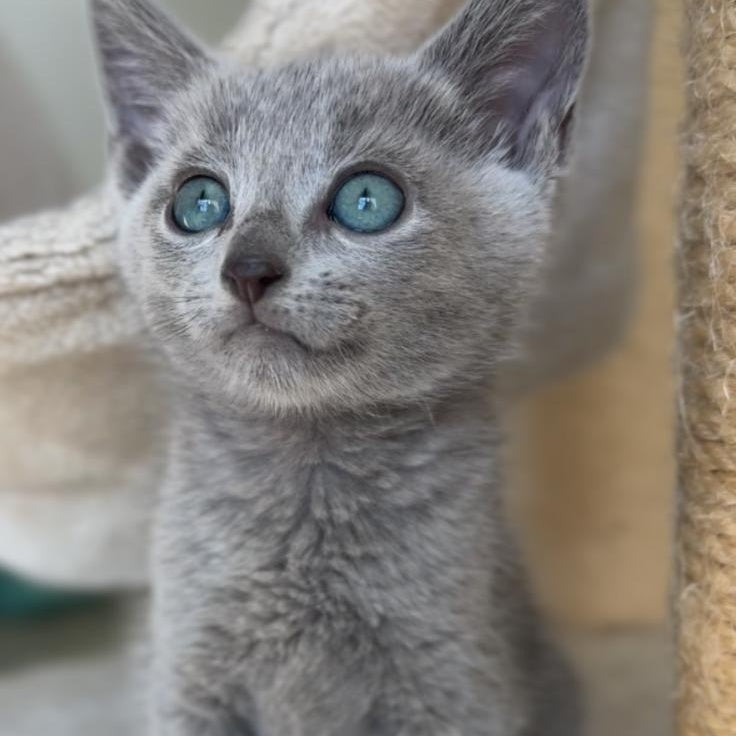 Beatrice Victory Grace Russian Blue female, blue