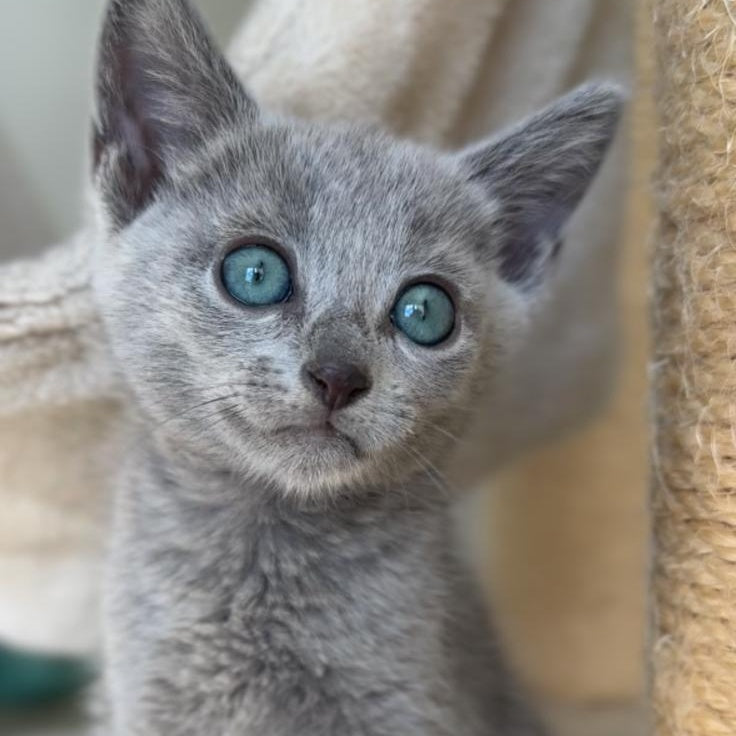 Beatrice Victory Grace Russian Blue female, blue