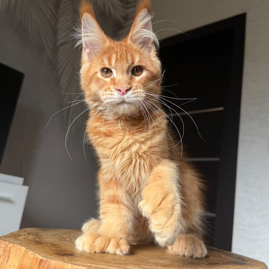 Vivid Maine Coon polydactyl 6x6x6x6 male, red ticked tabby