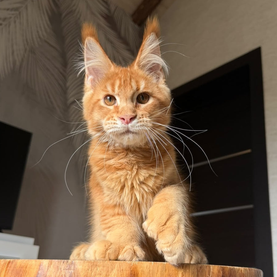 Vivid Maine Coon polydactyl 6x6x6x6 male, red ticked tabby