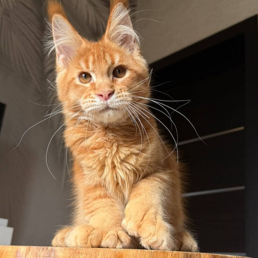 Vivid Maine Coon polydactyl 6x6x6x6 male, red ticked tabby