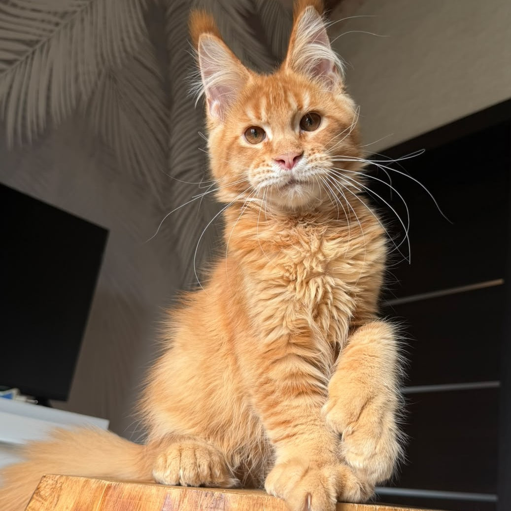 Vivid Maine Coon polydactyl 6x6x6x6 male, red ticked tabby