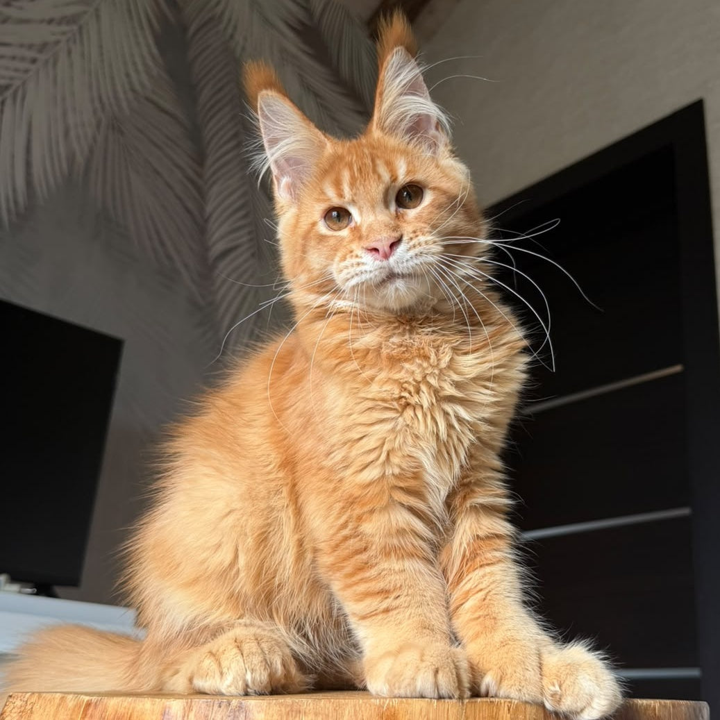 Vivid Maine Coon polydactyl 6x6x6x6 male, red ticked tabby