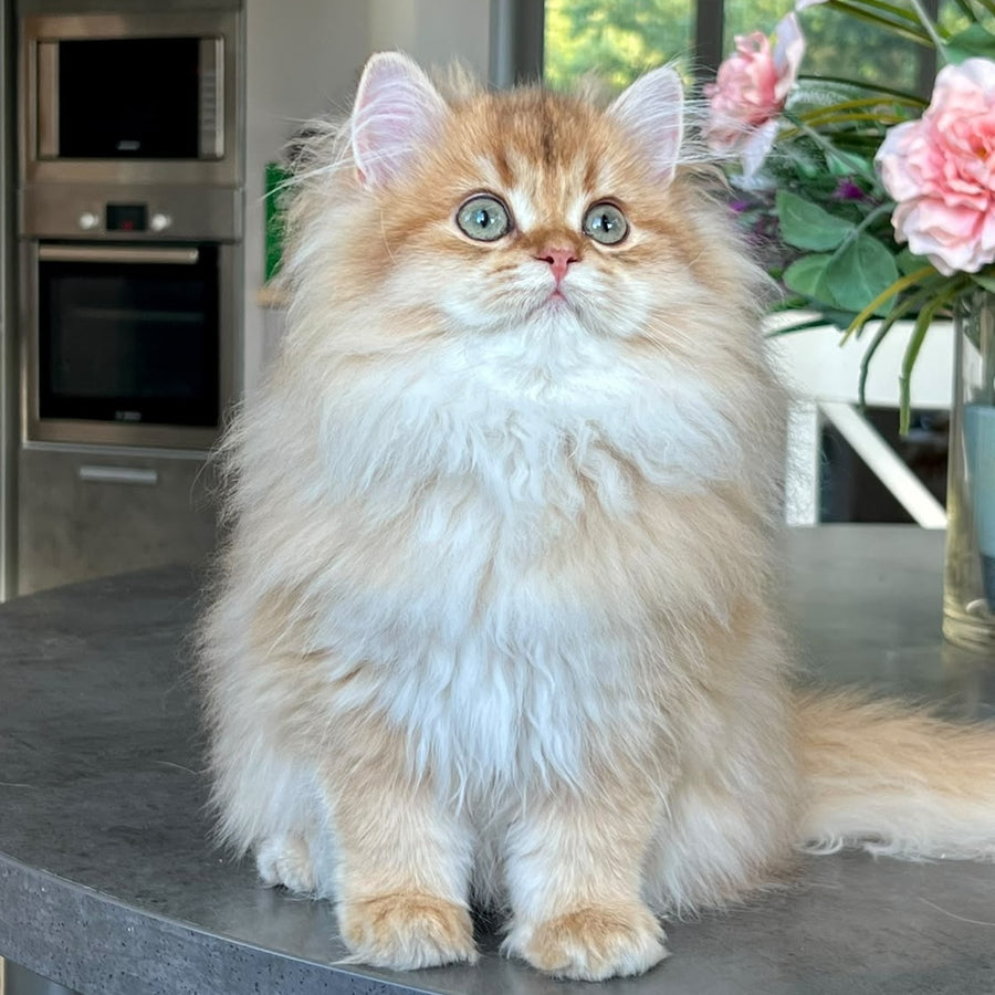 Vivian British Longhair female, black golden shaded