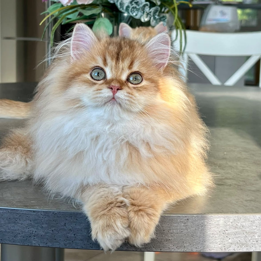 Vivian British Longhair female, black golden shaded