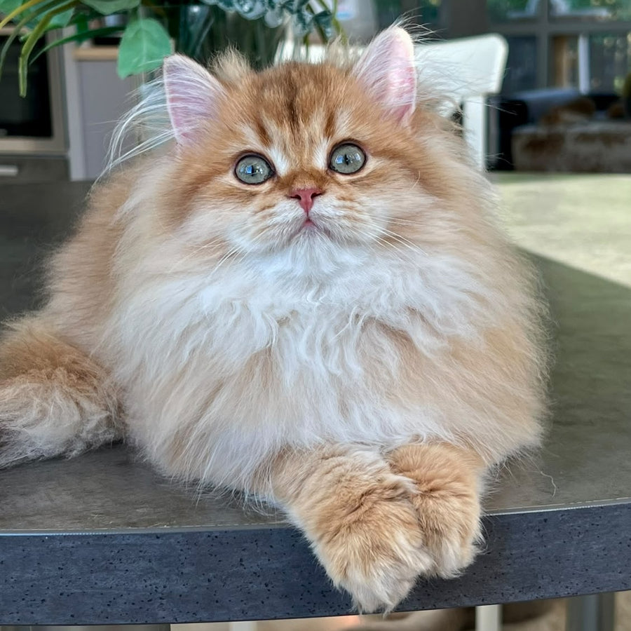 Vivian British Longhair female, black golden shaded