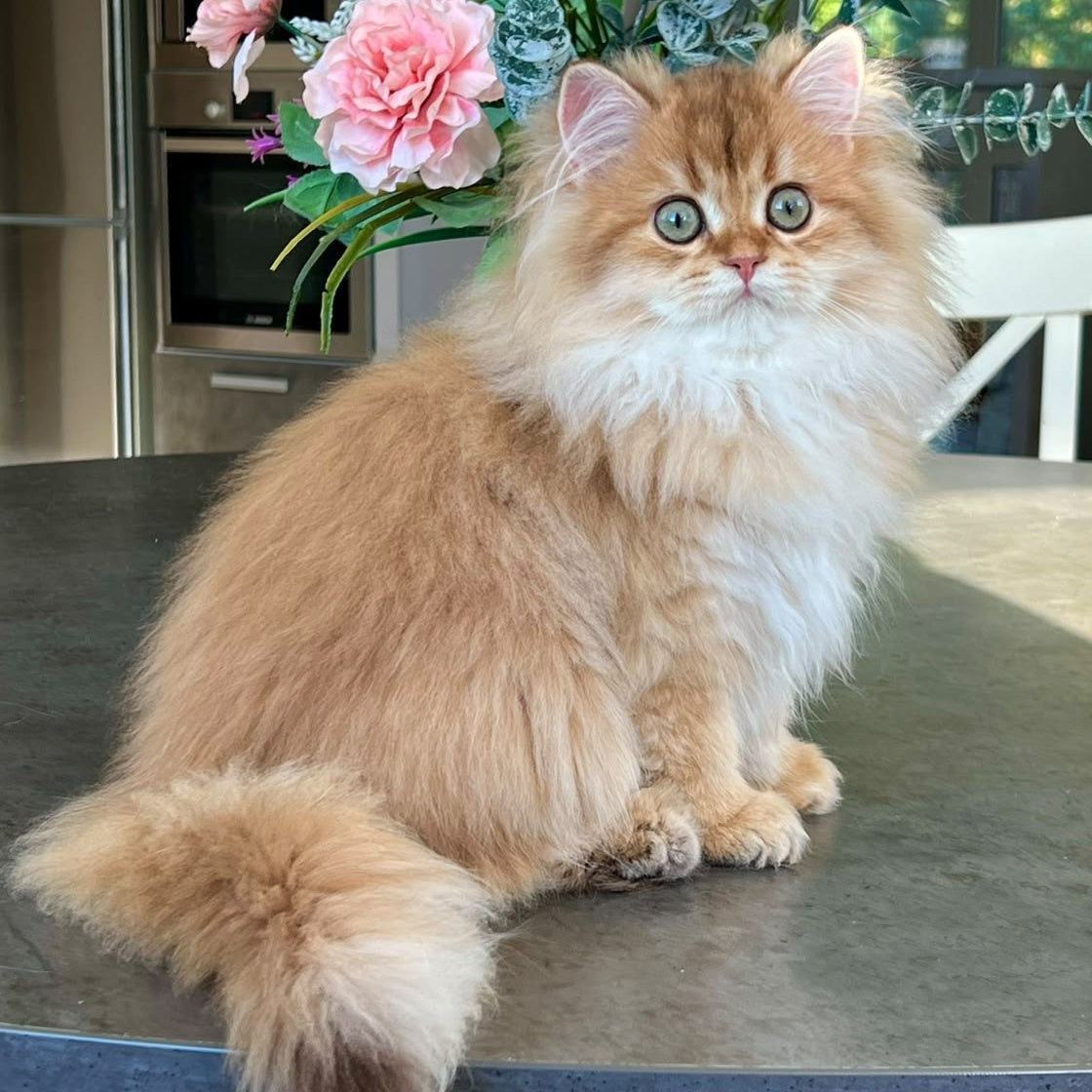 Vivian British Longhair female, black golden shaded