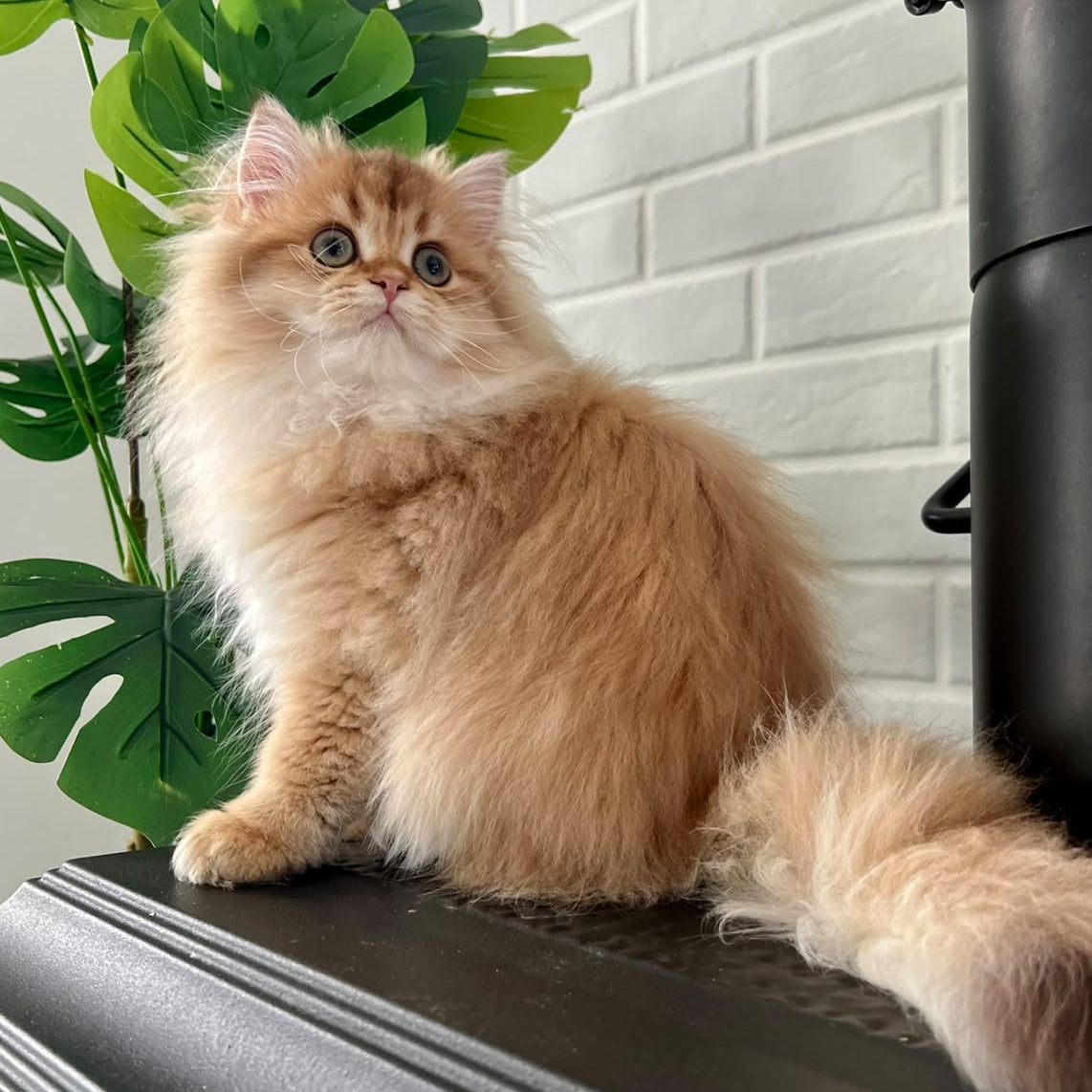 Vivian British Longhair female, black golden shaded