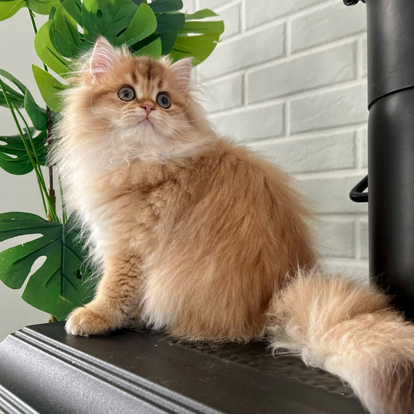 Vivian British Longhair female, black golden shaded