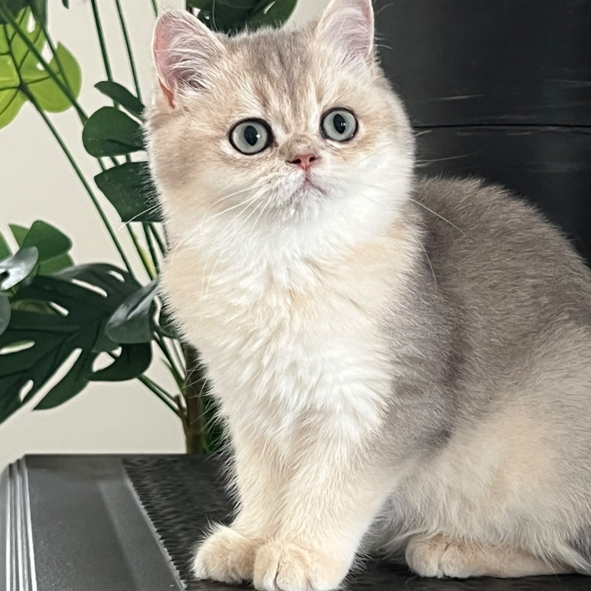 Yasmina British Longhair female, blue golden shaded