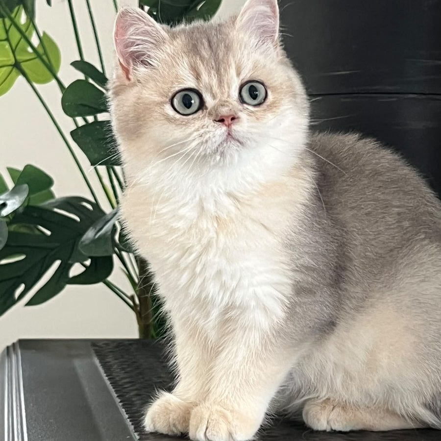 Yasmina British Longhair female, blue golden shaded