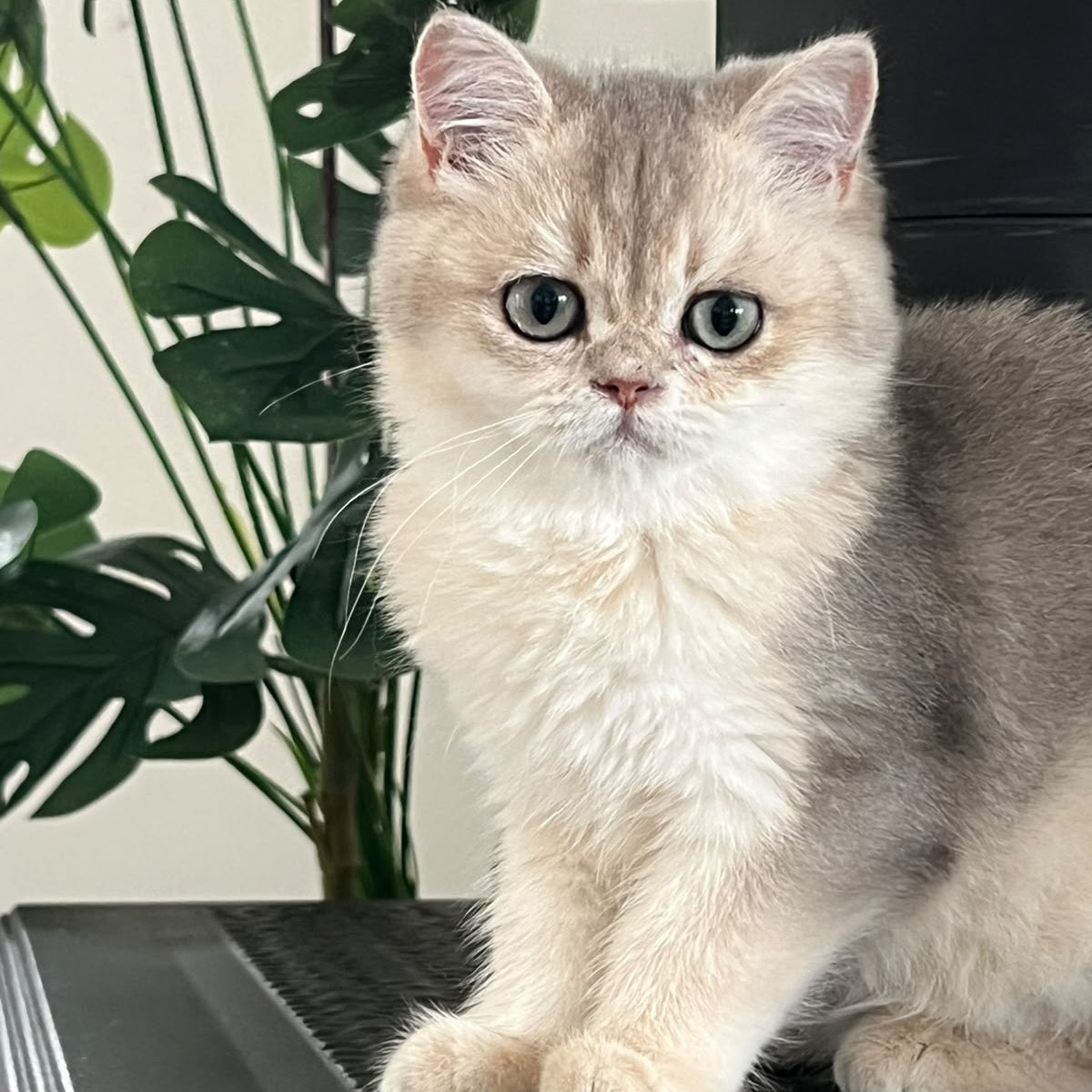 Yasmina British Longhair female, blue golden shaded