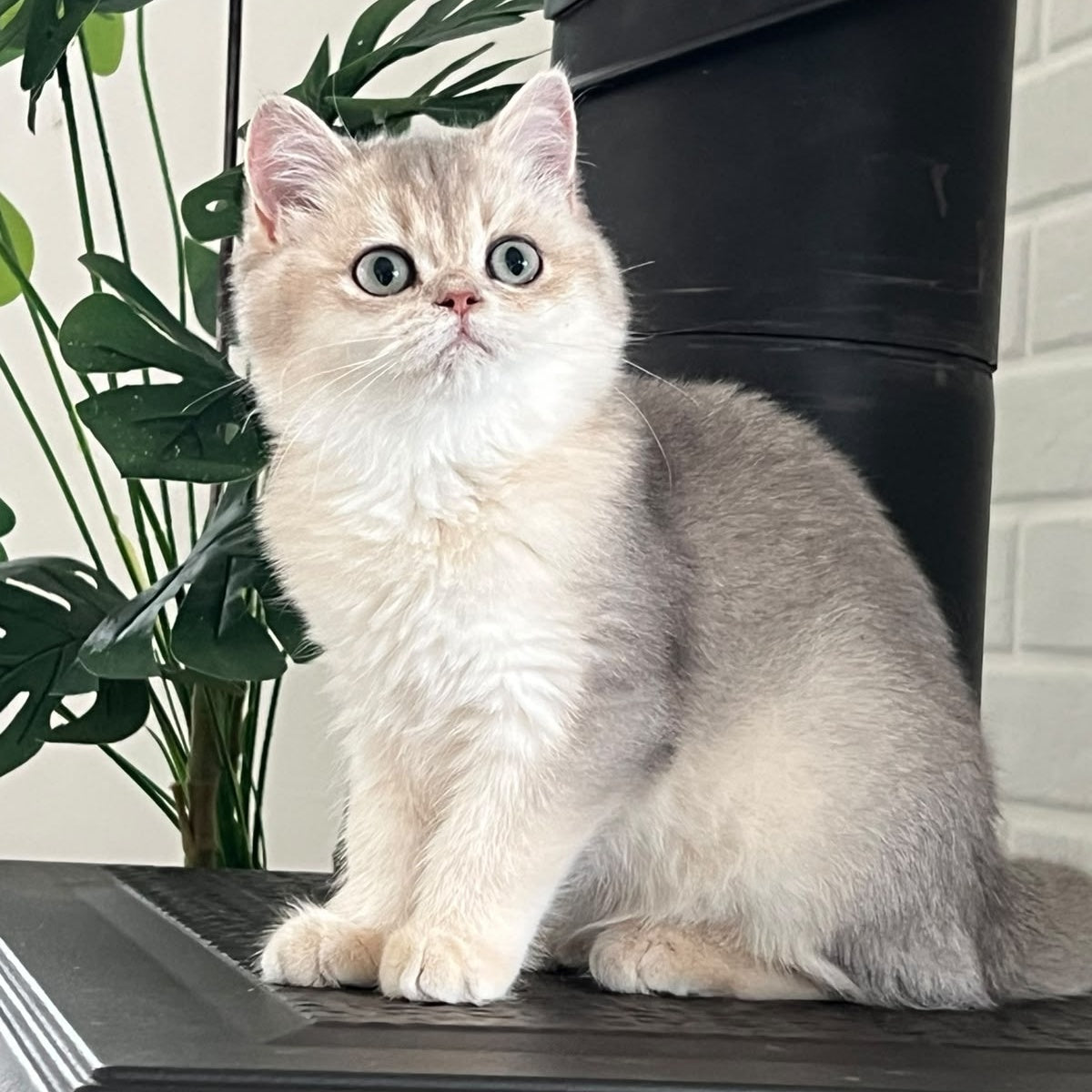Yasmina British Longhair female, blue golden shaded
