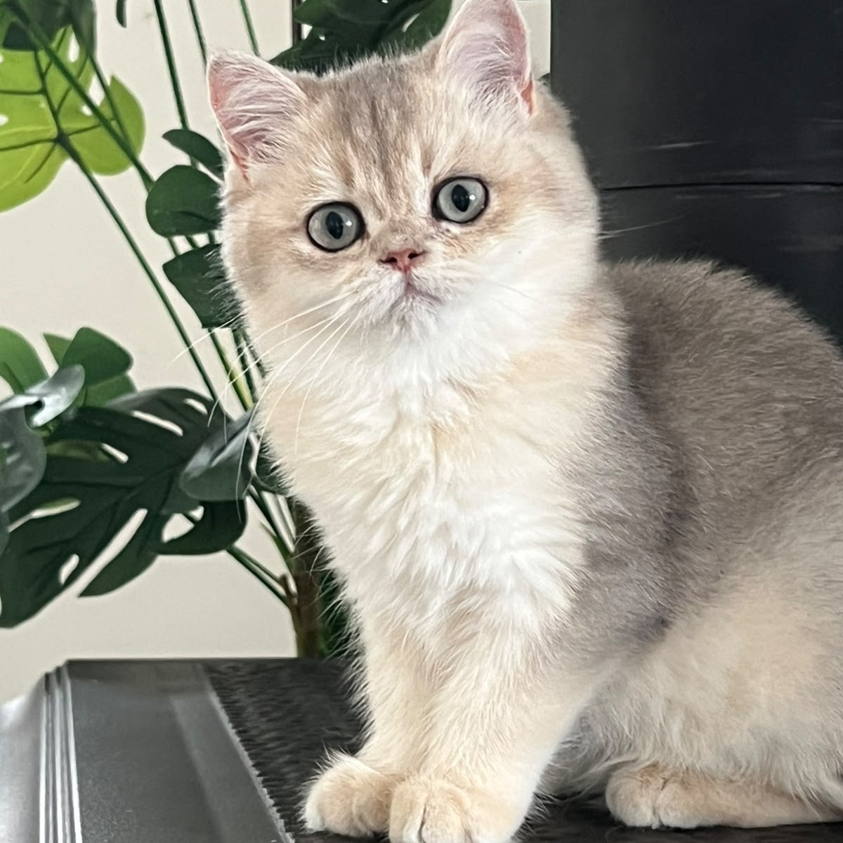 Yasmina British Longhair female, blue golden shaded