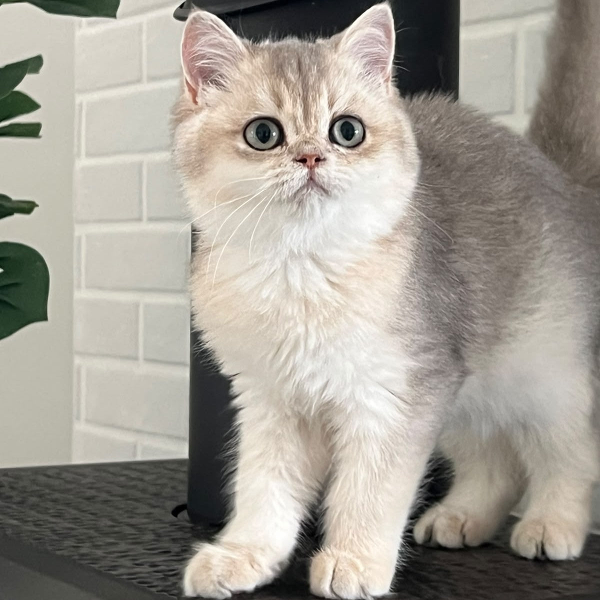 Yasmina British Longhair female, blue golden shaded
