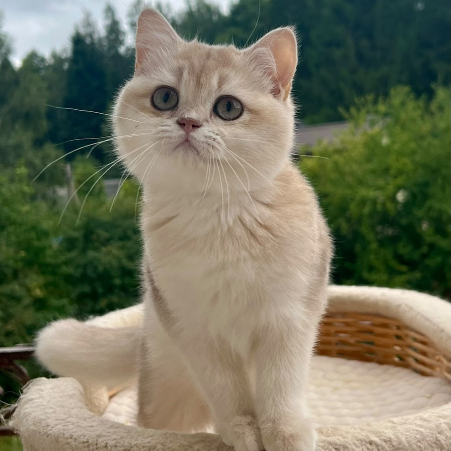 Winola British Longhair female, lilac golden shaded