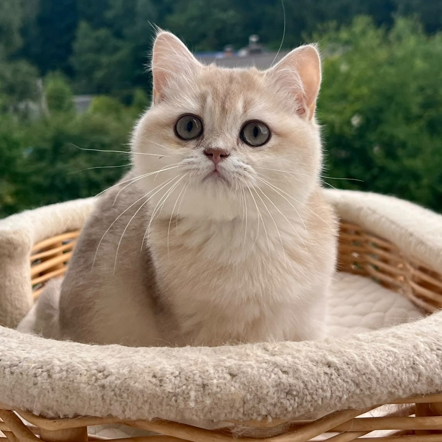 Winola British Longhair female, lilac golden shaded