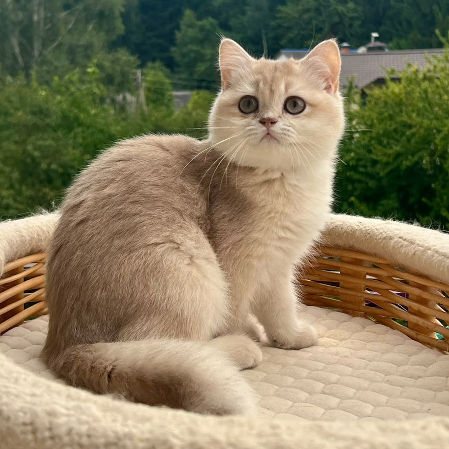 Winola British Longhair female, lilac golden shaded