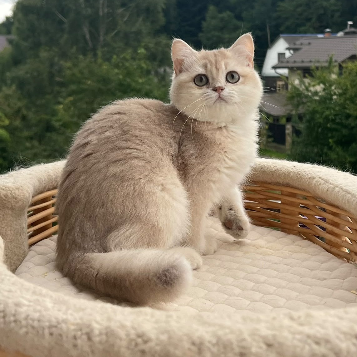 Winola British Longhair female, lilac golden shaded