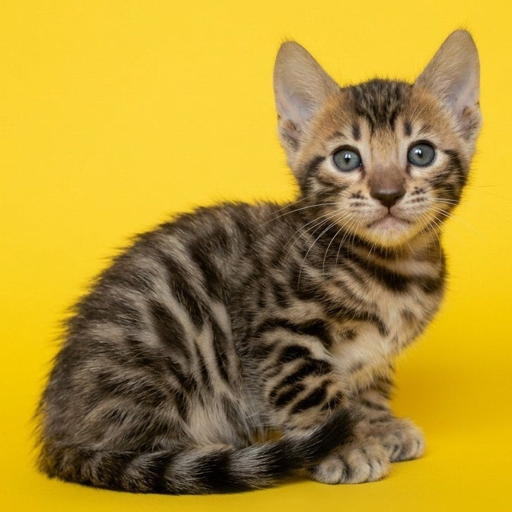 Bohemia Bengal female, black spotted tabby