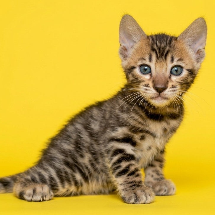 Bohemia Bengal female, black spotted tabby