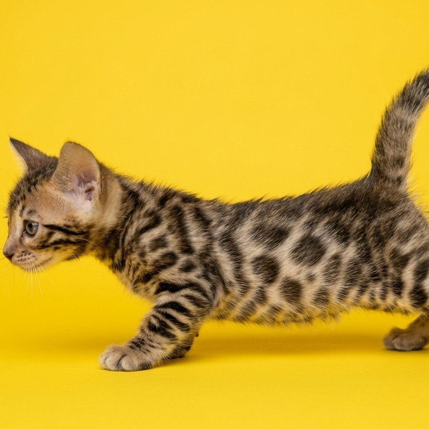 Bohemia Bengal female, black spotted tabby