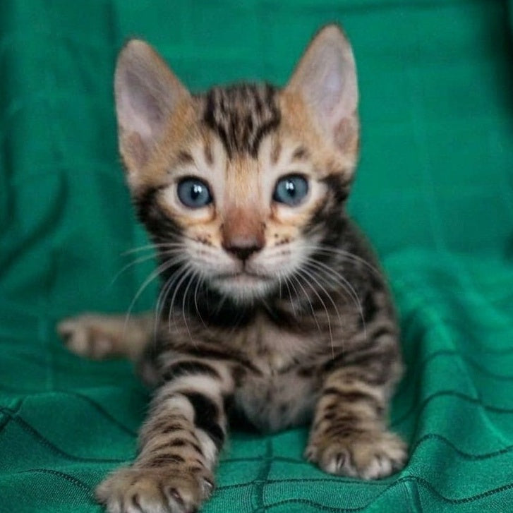 Bilbao Bengal male, black spotted tabby