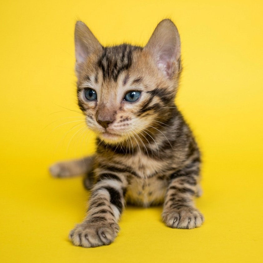 Bilbao Bengal male, black spotted tabby