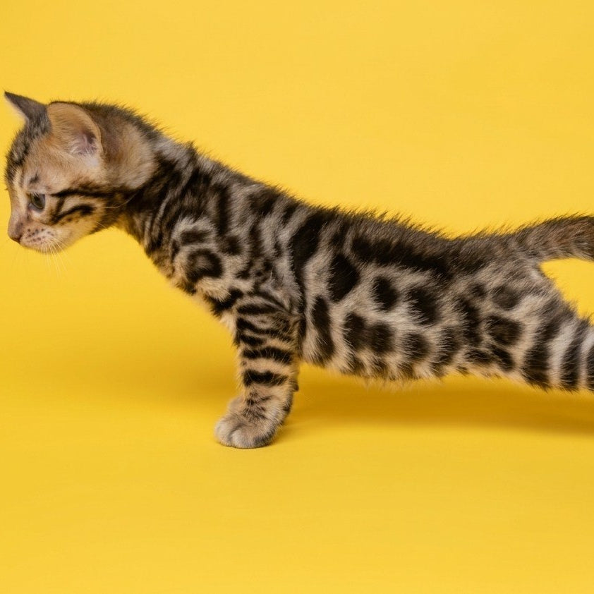 Bilbao Bengal male, black spotted tabby