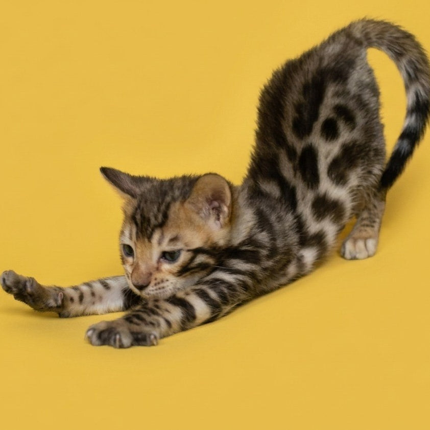 Bilbao Bengal male, black spotted tabby