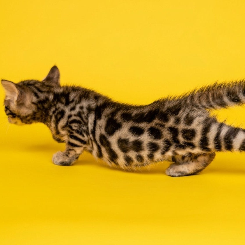 Bilbao Bengal male, black spotted tabby