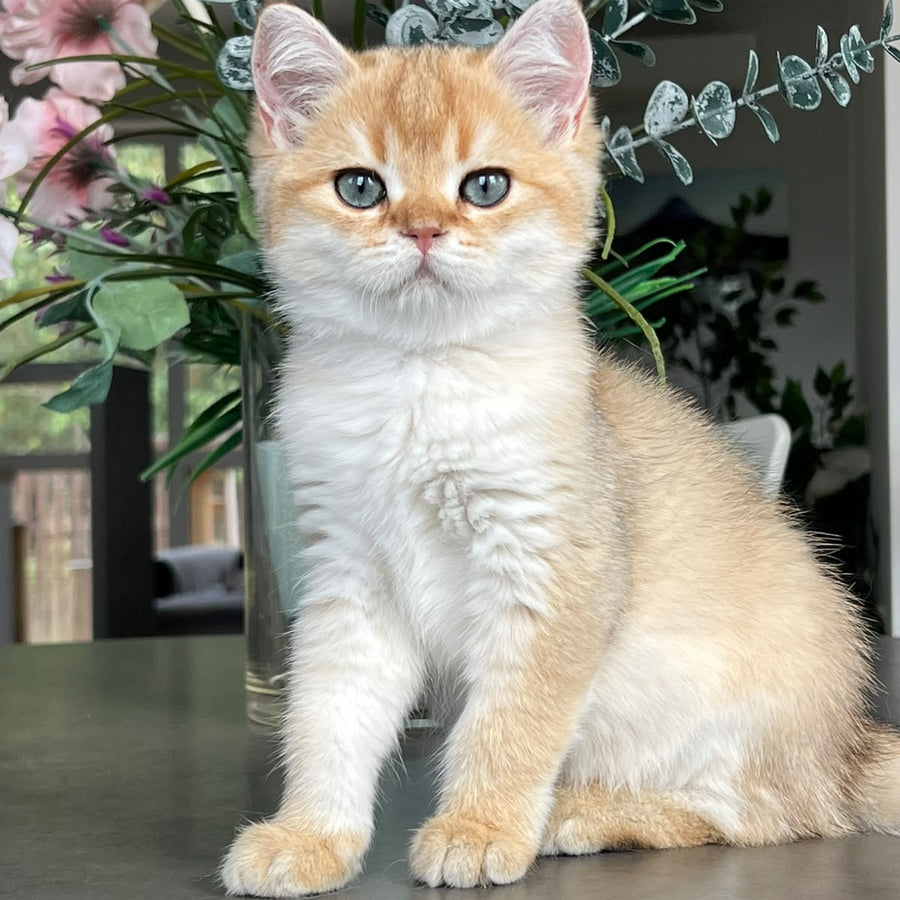 Zephyr British Longhair male, black golden shaded