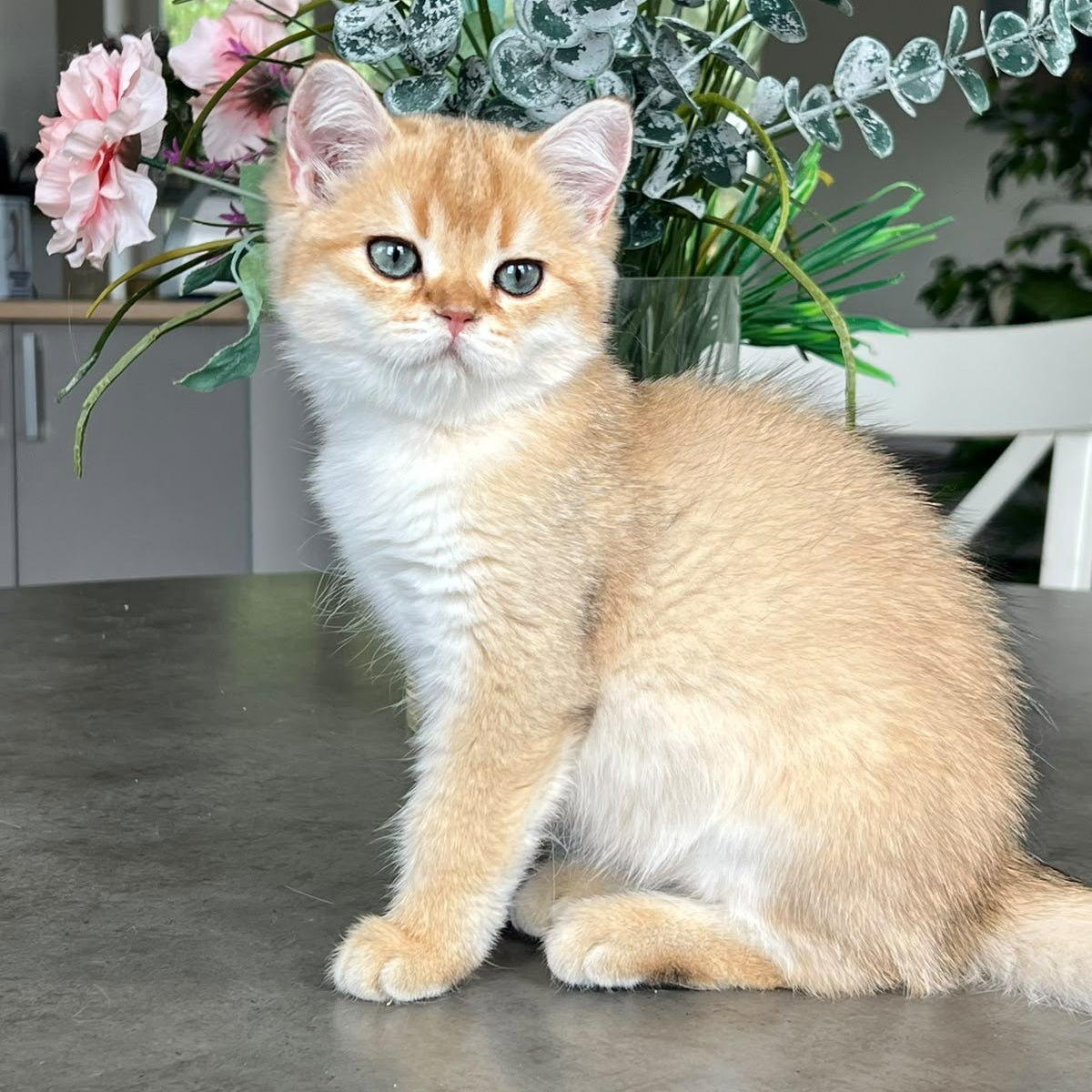 Zephyr British Longhair male, black golden shaded
