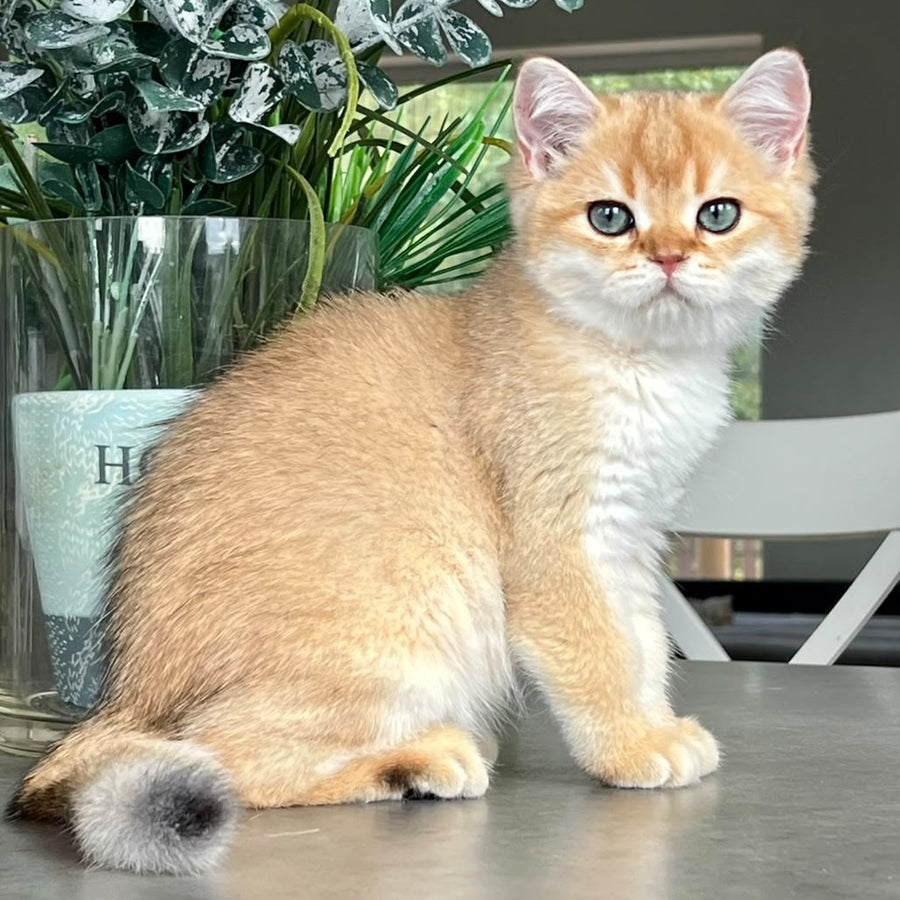 Zephyr British Longhair male, black golden shaded